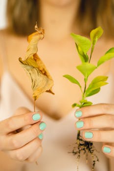 Crop anonymous female showing faded leaf and Ruscus plant seedling with soil on roots on blurred background